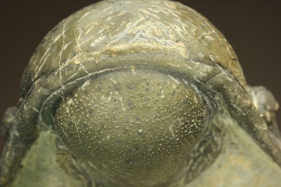 古代の芋虫こと、クロタロセファルス・ギブス(Crotalocephalus gibbus)(その3)