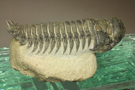 古代の芋虫こと、クロタロセファルス・ギブス(Crotalocephalus gibbus)(その4)