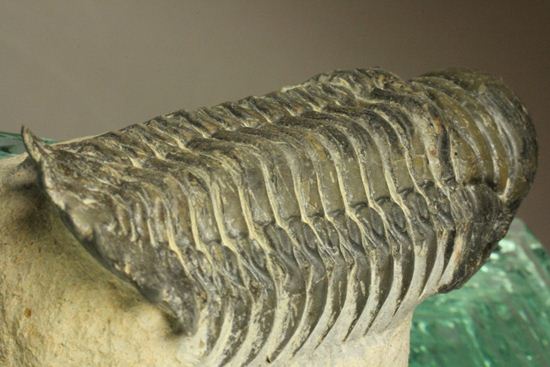 古代の芋虫こと、クロタロセファルス・ギブス(Crotalocephalus gibbus)(その5)