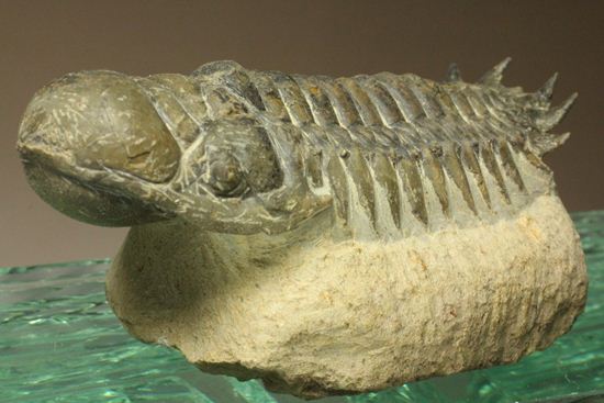 古代の芋虫こと、クロタロセファルス・ギブス(Crotalocephalus gibbus)(その6)
