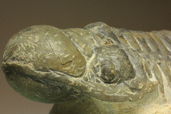 古代の芋虫こと、クロタロセファルス・ギブス(Crotalocephalus gibbus)(その7)