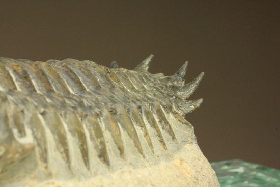 古代の芋虫こと、クロタロセファルス・ギブス(Crotalocephalus gibbus)(その8)
