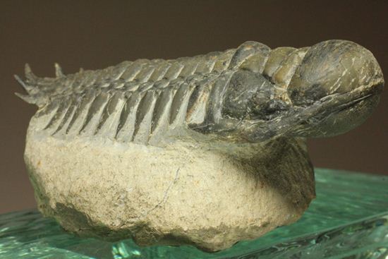 古代の芋虫こと、クロタロセファルス・ギブス(Crotalocephalus gibbus)(その9)