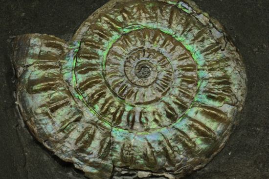これは珍しい!青色に光る虹色アンモナイトことカロセラス(その1)