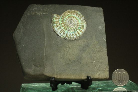 これは珍しい!青色に光る虹色アンモナイトことカロセラス(その10)