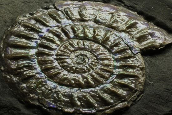 これは珍しい!青色に光る虹色アンモナイトことカロセラス(その11)