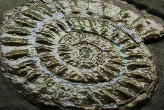 これは珍しい!青色に光る虹色アンモナイトことカロセラス(その12)