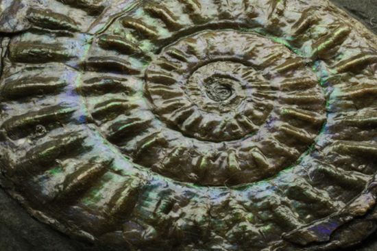 これは珍しい!青色に光る虹色アンモナイトことカロセラス(その13)