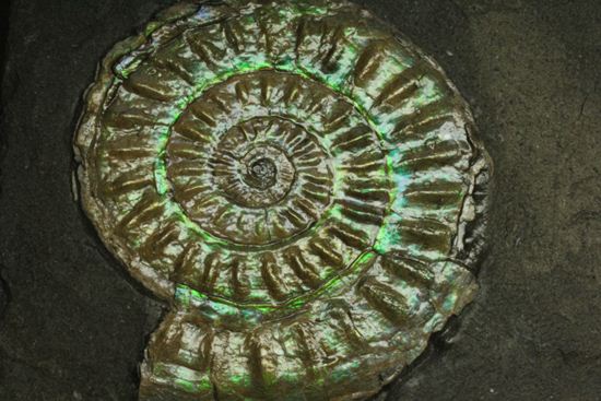 これは珍しい!青色に光る虹色アンモナイトことカロセラス(その14)