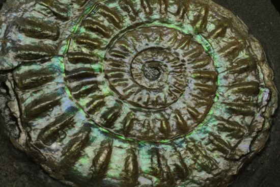 これは珍しい!青色に光る虹色アンモナイトことカロセラス(その15)