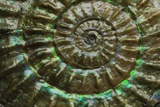 これは珍しい!青色に光る虹色アンモナイトことカロセラス(その16)