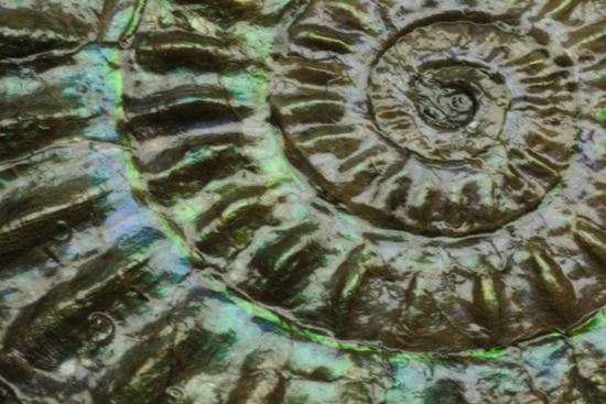 これは珍しい!青色に光る虹色アンモナイトことカロセラス(その17)