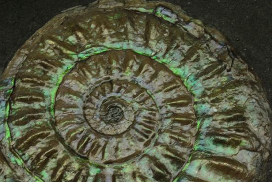 これは珍しい!青色に光る虹色アンモナイトことカロセラス(その2)