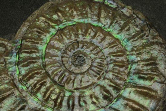 これは珍しい!青色に光る虹色アンモナイトことカロセラス(その3)