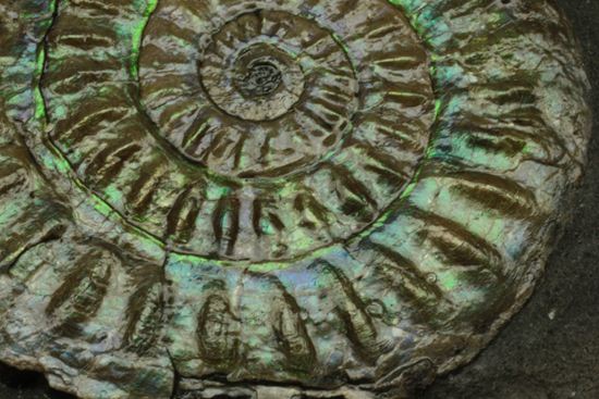 これは珍しい!青色に光る虹色アンモナイトことカロセラス(その4)