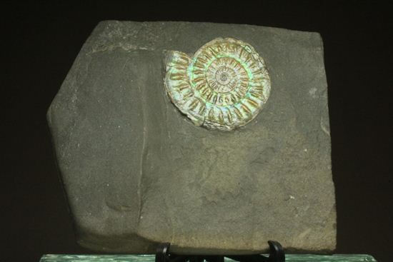 これは珍しい!青色に光る虹色アンモナイトことカロセラス(その5)