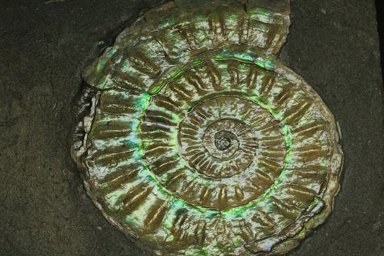 これは珍しい!青色に光る虹色アンモナイトことカロセラス(その6)