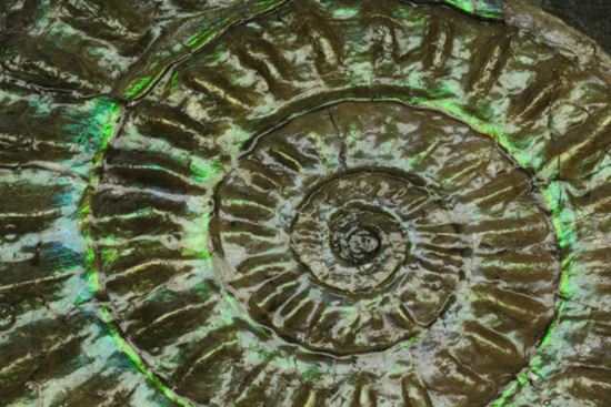 これは珍しい!青色に光る虹色アンモナイトことカロセラス(その7)