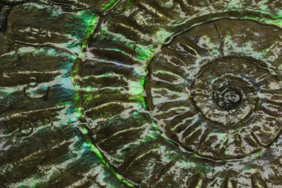 これは珍しい!青色に光る虹色アンモナイトことカロセラス(その8)