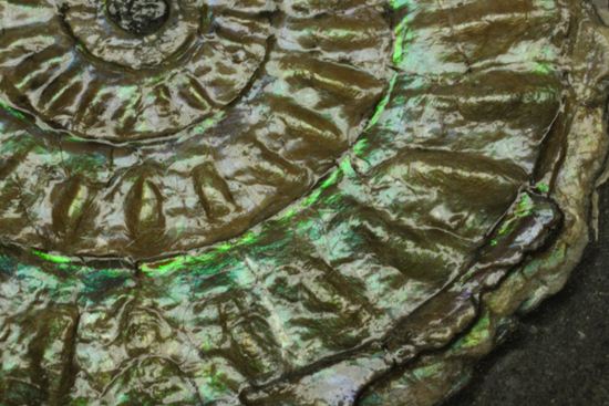 これは珍しい!青色に光る虹色アンモナイトことカロセラス(その9)
