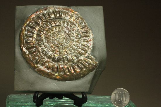 本体直径最長部9.5cm!凹凸感を楽しめる!カロセラス・ジョンストニ(その10)