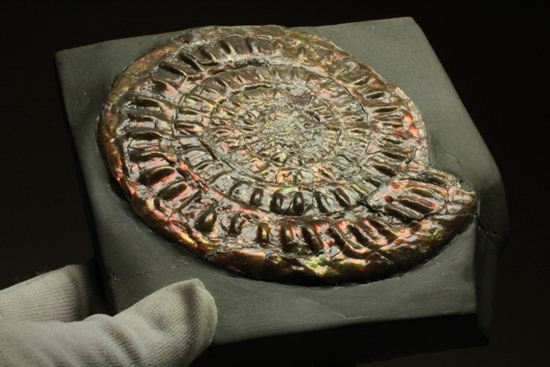 本体直径最長部9.5cm!凹凸感を楽しめる!カロセラス・ジョンストニ(その2)