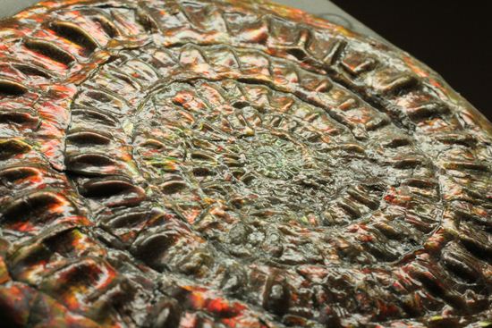 本体直径最長部9.5cm!凹凸感を楽しめる!カロセラス・ジョンストニ(その7)
