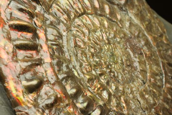 本体直径最長部9.5cm!凹凸感を楽しめる!カロセラス・ジョンストニ(その8)