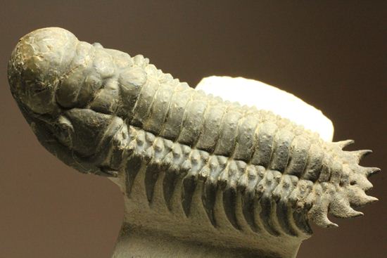 古代の芋虫こと、クロタロセファルス・ギブス（Crotalocephalus gibbus）（その1）