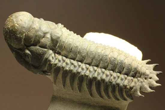 古代の芋虫こと、クロタロセファルス・ギブス(Crotalocephalus gibbus)(その1)