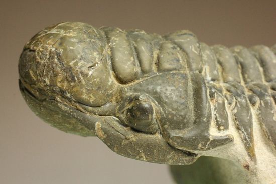 古代の芋虫こと、クロタロセファルス・ギブス(Crotalocephalus gibbus)(その10)