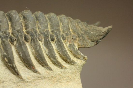 古代の芋虫こと、クロタロセファルス・ギブス(Crotalocephalus gibbus)(その12)