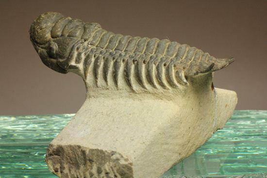 古代の芋虫こと、クロタロセファルス・ギブス(Crotalocephalus gibbus)(その13)