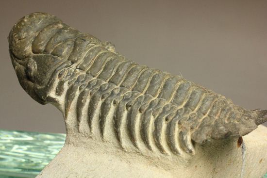 古代の芋虫こと、クロタロセファルス・ギブス(Crotalocephalus gibbus)(その14)