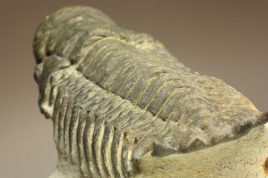 古代の芋虫こと、クロタロセファルス・ギブス(Crotalocephalus gibbus)(その15)