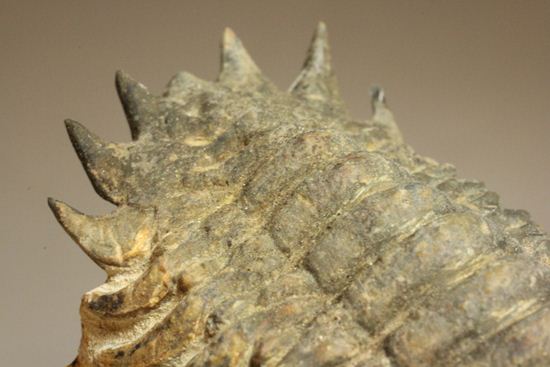 古代の芋虫こと、クロタロセファルス・ギブス(Crotalocephalus gibbus)(その16)