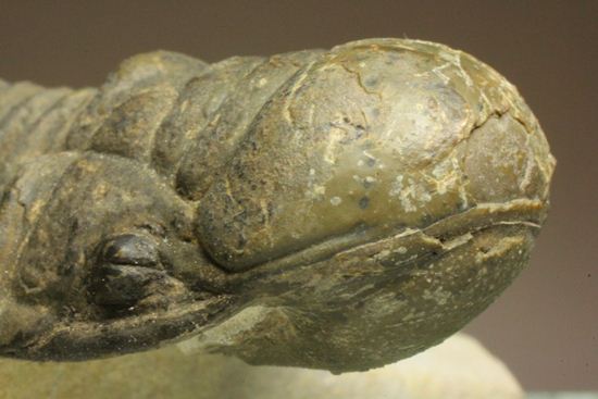 古代の芋虫こと、クロタロセファルス・ギブス(Crotalocephalus gibbus)(その17)