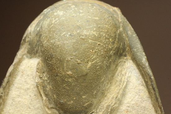 古代の芋虫こと、クロタロセファルス・ギブス(Crotalocephalus gibbus)(その18)