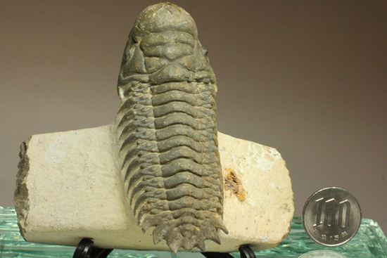 古代の芋虫こと、クロタロセファルス・ギブス(Crotalocephalus gibbus)(その19)