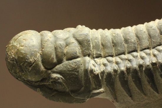 古代の芋虫こと、クロタロセファルス・ギブス(Crotalocephalus gibbus)(その2)