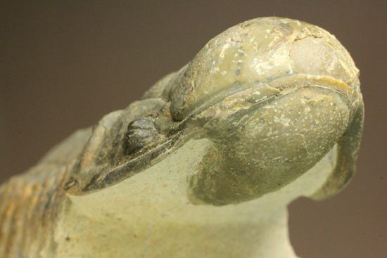 古代の芋虫こと、クロタロセファルス・ギブス(Crotalocephalus gibbus)(その20)