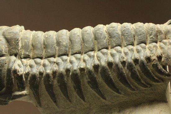 古代の芋虫こと、クロタロセファルス・ギブス(Crotalocephalus gibbus)(その3)