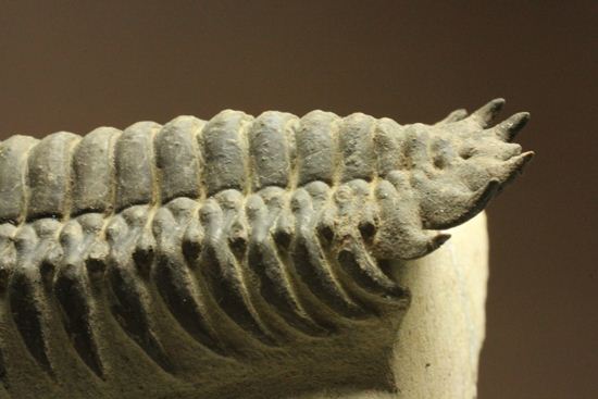 古代の芋虫こと、クロタロセファルス・ギブス(Crotalocephalus gibbus)(その4)