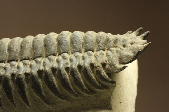 古代の芋虫こと、クロタロセファルス・ギブス（Crotalocephalus gibbus）（その4）