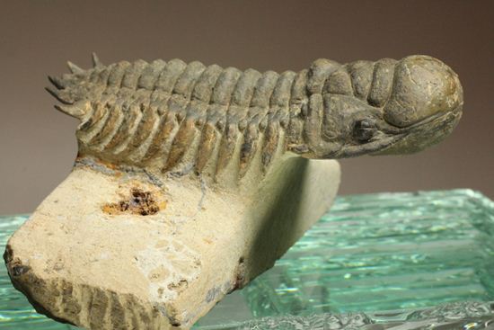 古代の芋虫こと、クロタロセファルス・ギブス(Crotalocephalus gibbus)(その5)