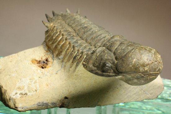 古代の芋虫こと、クロタロセファルス・ギブス(Crotalocephalus gibbus)(その6)