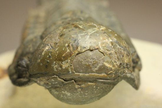 古代の芋虫こと、クロタロセファルス・ギブス(Crotalocephalus gibbus)(その7)