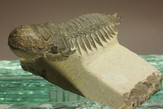 古代の芋虫こと、クロタロセファルス・ギブス(Crotalocephalus gibbus)(その8)