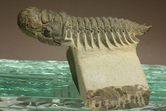 古代の芋虫こと、クロタロセファルス・ギブス(Crotalocephalus gibbus)(その9)