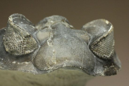 コルトラネイア・オウファネンシス(Coltraneia oufatenensis)(その1)